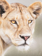 T-shirt per bambino Molo verde con stampa leone - Rubino Kids